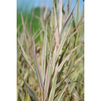 Kategorie <b>Produkt nicht gewünscht </b> - Glyceria maxima 'Variegata'