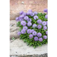 Kategorie <b>Stauden </b> - Globularia punctata