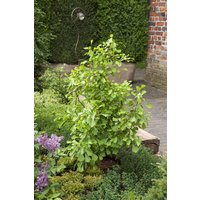 Kategorie <b>Nadelbäume u. Koniferen </b> - Ginkgo biloba 'Saratoga'