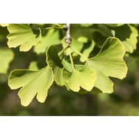 Kategorie <b>Nadelbäume u. Koniferen </b> - Ginkgo biloba 'Heksenbesen Leiden'