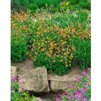 Kategorie <b>Stauden </b> - Geum x heldreichii 'Sigiswang'