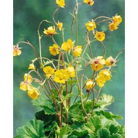 Kategorie <b>Produkt nicht gewünscht </b> - Geum urbanum