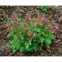 Kategorie <b>Stauden </b> - Geum rivale 'Flames of Passion' -R-