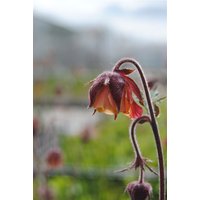 Stauden - Geum rivale