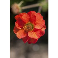 Kategorie <b>Produkt nicht gewünscht </b> - Geum Mrs. Bradshaw