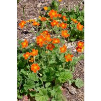 Kategorie <b>Stauden </b> - Geum Coccineum Orange Queen