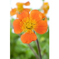 Kategorie <b>Stauden </b> - Geum coccineum 'Borisii', veg.