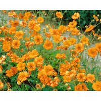 Kategorie <b>Stauden </b> - Geum chiloense 'Prinses Juliana'