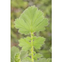 Kategorie <b>Produkt nicht gewünscht </b> - Geum chiloense 'Goldball', gen.