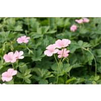 Kategorie <b>Produkt nicht gewünscht </b> - Geranium x oxonianum 'Wargrave Pink'
