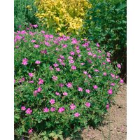 Kategorie <b>Produkt nicht gewünscht </b> - Geranium x oxonianum 'Rosenlicht'