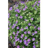 Kategorie <b>Stauden </b> - Geranium x magnificum 'Anemoniflorum'