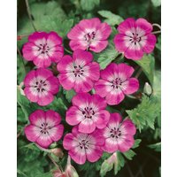 Kategorie <b>Stauden </b> - Geranium wallichianum 'Sweet Heidy'