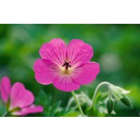 Kategorie <b>Produkt nicht gewünscht </b> - Geranium wallichianum 'Pink Penny' -R-
