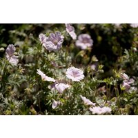 Kategorie <b>Produkt nicht gewünscht </b> - Geranium sanguineum var.striatum
