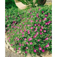 Kategorie <b>Stauden </b> - Geranium sanguineum 'Inverness'