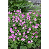 Kategorie <b>Stauden </b> - Geranium sanguineum 'Elke'