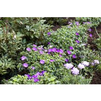 Kategorie <b>Stauden </b> - Geranium sanguineum 'Cannon Miles'