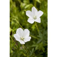 Kategorie <b>Stauden </b> - Geranium sanguineum 'Album'