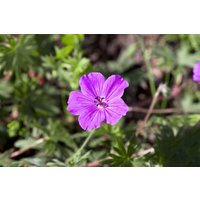 Kategorie <b>Stauden </b> - Geranium sanguineum Compactum
