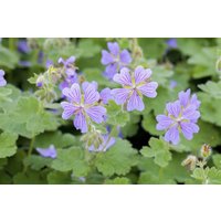 Kategorie <b>Produkt nicht gewünscht </b> - Geranium renardii