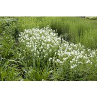 Kategorie <b>Stauden </b> - Geranium phaeum 'Album'