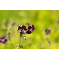 Stauden - Geranium phaeum