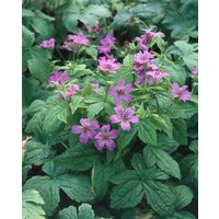 Stauden - Geranium nodosum