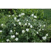 Stauden - Geranium maculatum 'Album'