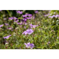 Kategorie <b>Stauden </b> - Geranium macrorrhizum 'Olympos'
