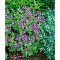 Kategorie <b>Produkt nicht gewünscht </b> - Geranium ibericum ssp.ibericum