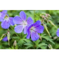 Kategorie <b>Stauden </b> - Geranium ibericum 'Turco'