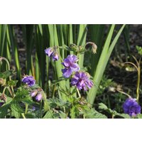 Kategorie <b>Stauden </b> - Geranium himalayense 'Plenum'