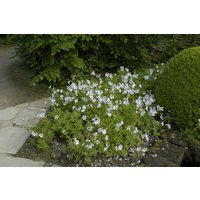 Kategorie <b>Produkt nicht gewünscht </b> - Geranium clarkei 'Kashmir White'