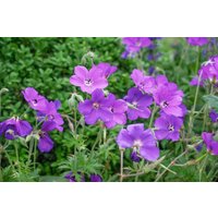 Kategorie <b>Produkt nicht gewünscht </b> - Geranium clarkei 'Kashmir Purple'