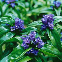 Kategorie <b>Produkt nicht gewünscht </b> - Gentiana cruciata ssp.cruciata