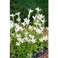 Kategorie <b>Stauden </b> - Gentiana asclepiadea 'Alba'