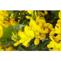 Kategorie <b>Produkt nicht gewünscht </b> - Genista tinctoria 'Royal Gold'