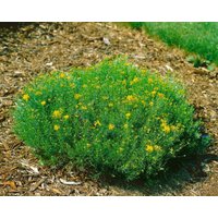 Kategorie <b>Blütensträucher und Ziergehölze </b> - Genista radiata