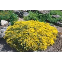 Kategorie <b>Blütensträucher und Ziergehölze </b> - Genista pilosa