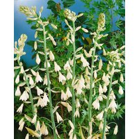 Kategorie <b>Produkt nicht gewünscht </b> - Galtonia candicans