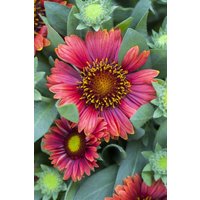 Kategorie <b>Produkt nicht gewünscht </b> - Gaillardia x grandiflora Arizona Red Shades