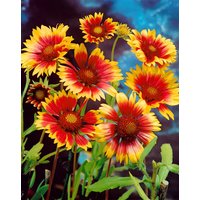 Kategorie <b>Produkt nicht gewünscht </b> - Gaillardia x grandiflora 'Bremen'