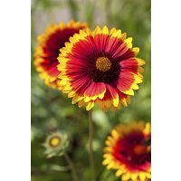 Kategorie <b>Produkt nicht gewünscht </b> - Gaillardia x grandiflora 'Arizona Sun'