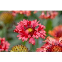 Kategorie <b>Produkt nicht gewünscht </b> - Gaillardia x grandifl.'Fanfare Blaze' -R-
