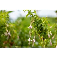 Kategorie <b>Produkt nicht gewünscht </b> - Fuchsia magellanica var.alba