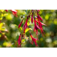 Kategorie <b>Produkt nicht gewünscht </b> - Fuchsia magellanica 'Gracilis'