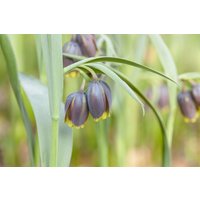 Kategorie <b>Stauden </b> - Fritillaria michailowskyi