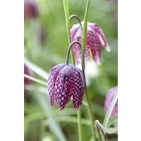 Kategorie <b>Stauden </b> - Fritillaria meleagris