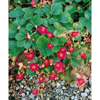 Kategorie <b>Obst </b> - Fragaria x ananassa 'Lipstick' -R-